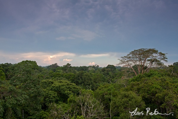 View from the canopy tower at Amazon Manu lodge